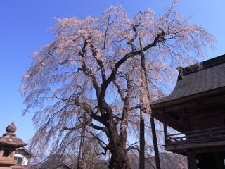 円正寺のシダレザクラ写真１
