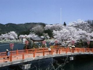 上野公園(広島県)の桜写真1