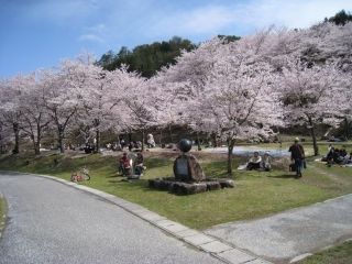 八千代湖周辺の桜写真1