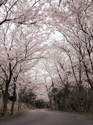 真道山千本桜写真２