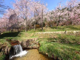 世羅 甲山ふれあいの里の桜写真１