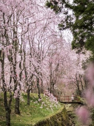 世羅 甲山ふれあいの里の桜写真２