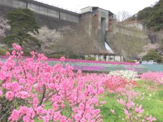 今富ダム公園の桜写真1