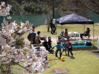 大原湖キャンプ場の桜写真2