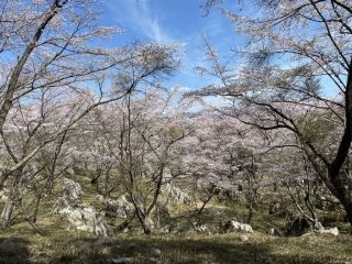 秋吉台家族旅行村「桜の園」の桜写真1