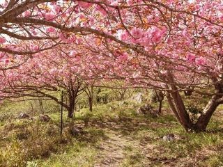 秋吉台家族旅行村「桜の園」の写真3