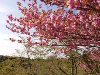 秋吉台家族旅行村「桜の園」の写真4