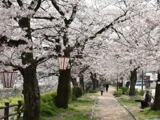 東川緑地公園の桜写真1