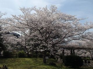 若山公園の写真３