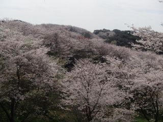 竜王山公園の写真３