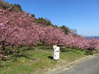 小積の河津桜写真１