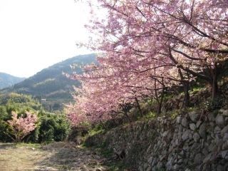 小積の河津桜写真２