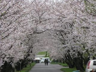 岩脇公園の桜写真２