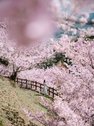 金竜山農村公園の桜写真２