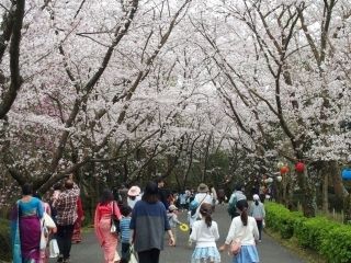公渕森林公園の桜写真2