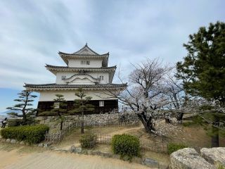 丸亀城（亀山公園）の桜写真１