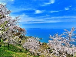 紫雲出山の桜写真１