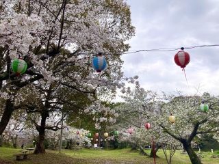 滝宮公園の桜写真１
