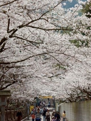 金刀比羅宮の写真3