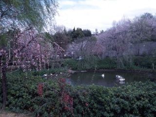 鹿ノ子池公園の写真３