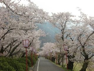 武丈公園の桜写真２