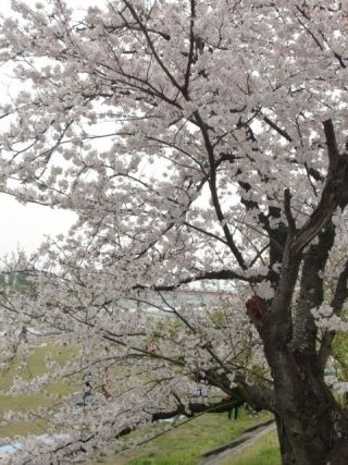 武丈公園の写真３