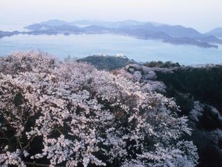 積善山三千本桜写真２