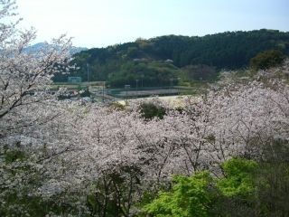 南レク城辺公園 大森山桜園の桜写真２