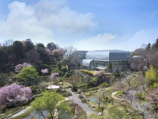 高知県立牧野植物園の桜写真１