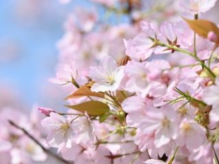 高知県立牧野植物園の桜写真２