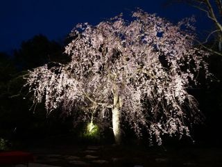 高知県立牧野植物園の写真４