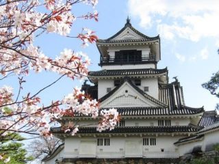 高知公園の桜写真2