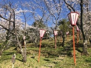 桜の広場の桜写真1