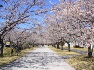 鏡野公園の桜写真2