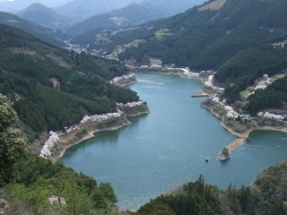 日向神の千本桜の写真３