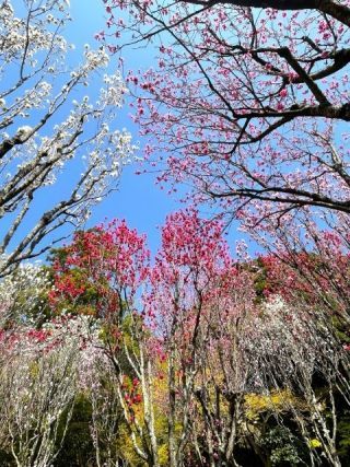 宮地嶽神社の写真３