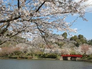 甘木公園の桜写真１