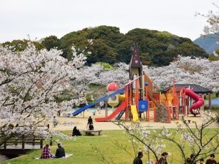 甘木公園の桜写真２