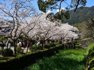 秋月 杉の馬場の桜写真２