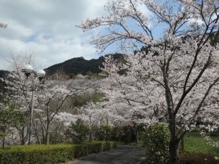 巨石パークの桜写真2
