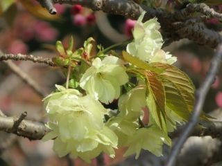 大村公園の写真４