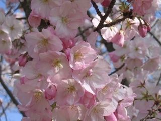 大山公園の桜写真2