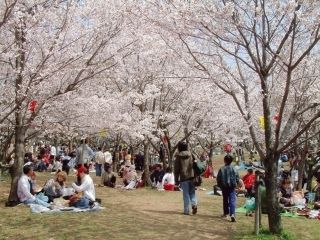 橘公園の桜写真2