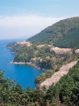 湯の児チェリーラインの桜写真1