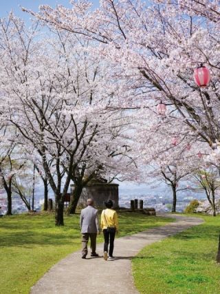 菊池公園の桜写真２