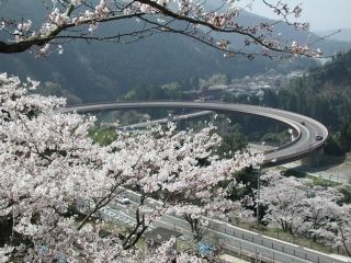 市房ダム湖の桜写真２