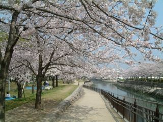 平和市民公園の桜写真１
