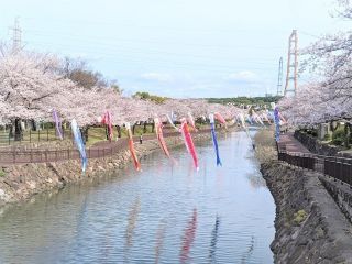 平和市民公園の桜写真２