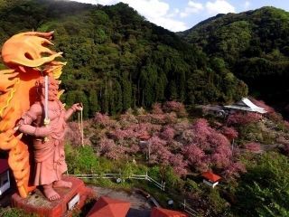一心寺の桜写真２