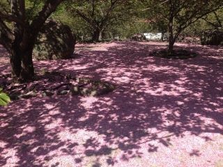 一心寺の写真３